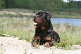 ROTTWEILER 302